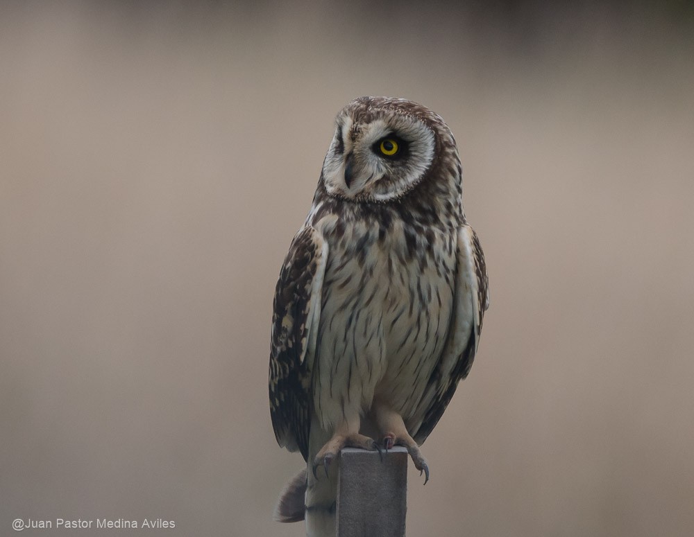 Hibou des marais - ML381048031