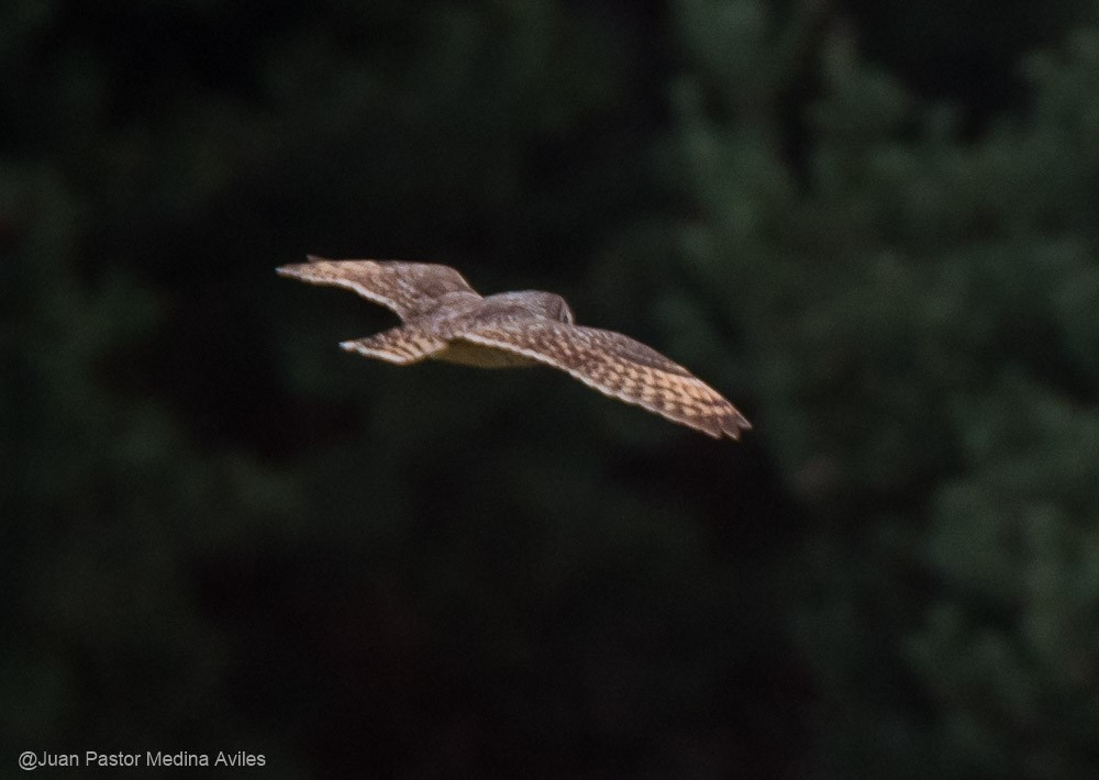 Hibou des marais - ML381048051