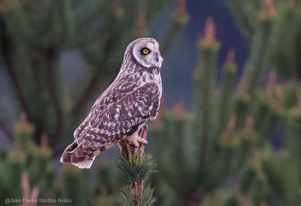 Hibou des marais - ML381048081