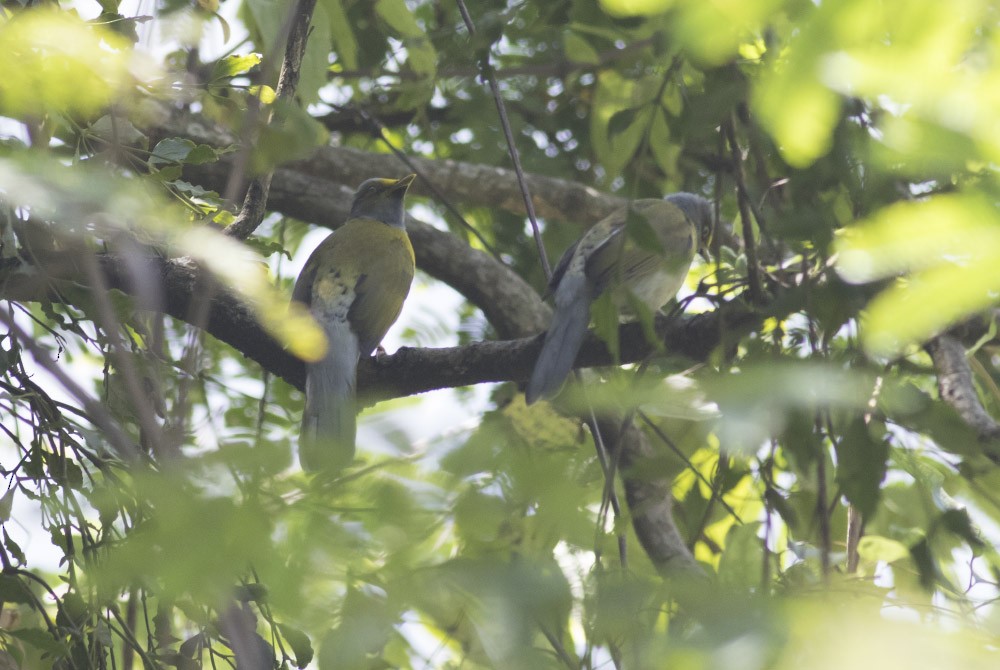 Gray-headed Bulbul - ML38104811