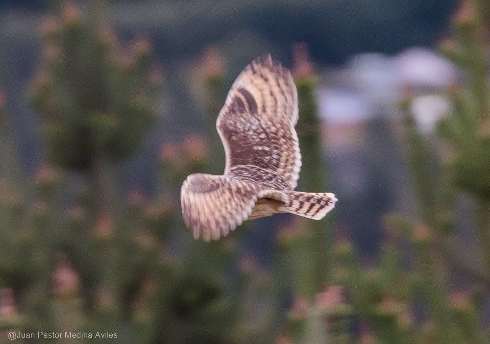 Hibou des marais - ML381048121