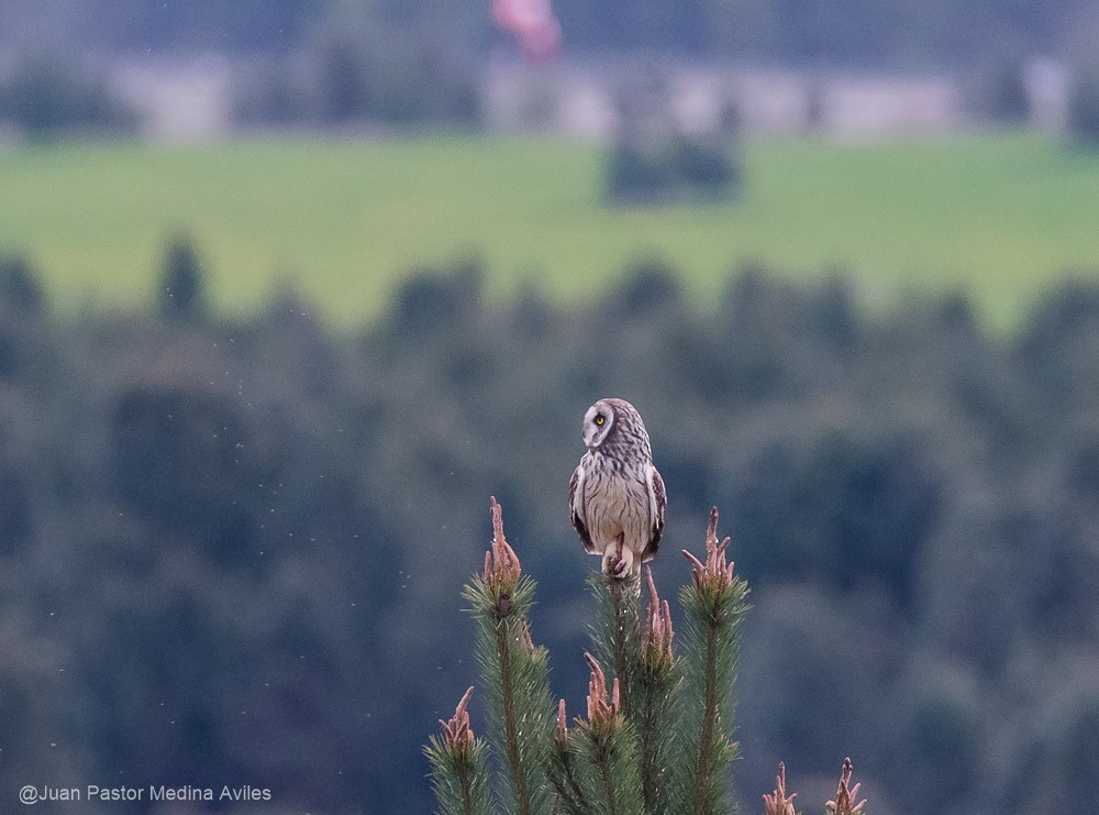 Hibou des marais - ML381048151