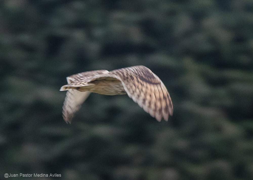 Short-eared Owl - ML381048181