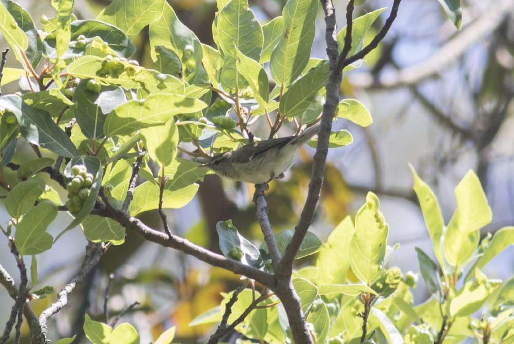 Mosquitero Verdoso - ML38104841