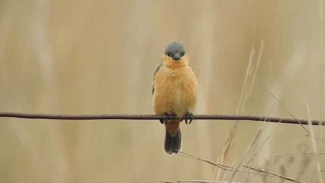 Tawny-bellied Seedeater - ML381048761