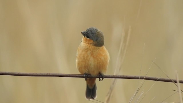 Tawny-bellied Seedeater - ML381048821