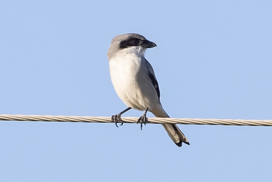 Loggerhead Shrike - ML381049301