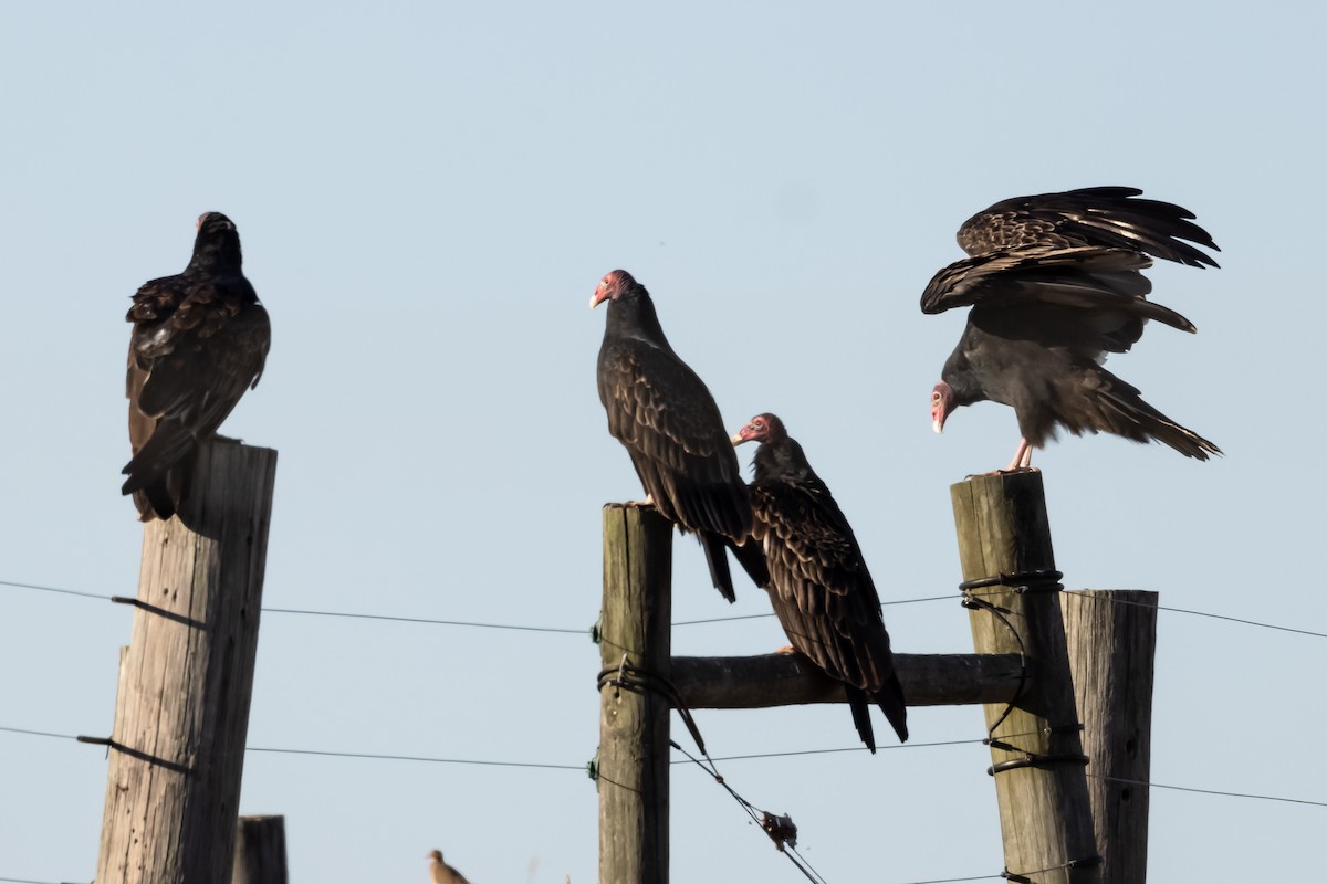 Turkey Vulture - ML381049491