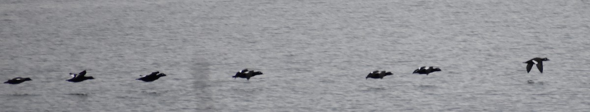 White-winged Scoter - John/Linda Mendoza