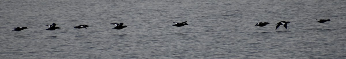 White-winged Scoter - ML381050201