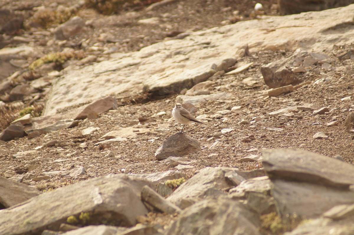 Ochre-naped Ground-Tyrant - ML38105041