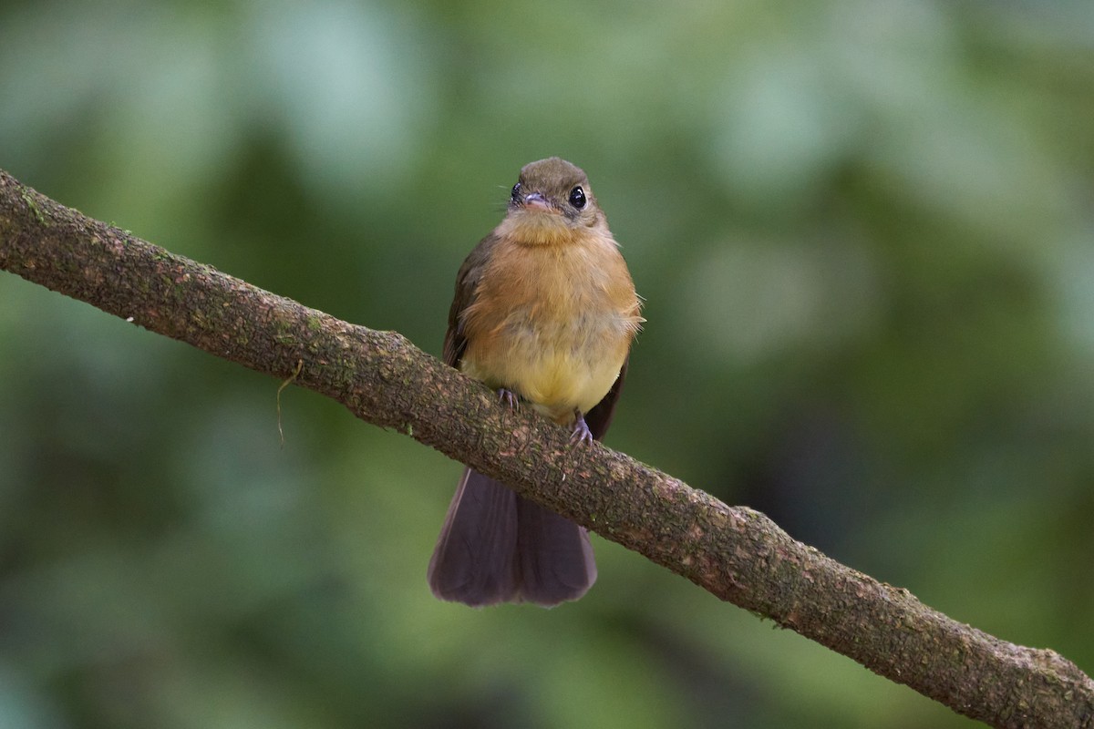 Whiskered Flycatcher - ML381052481