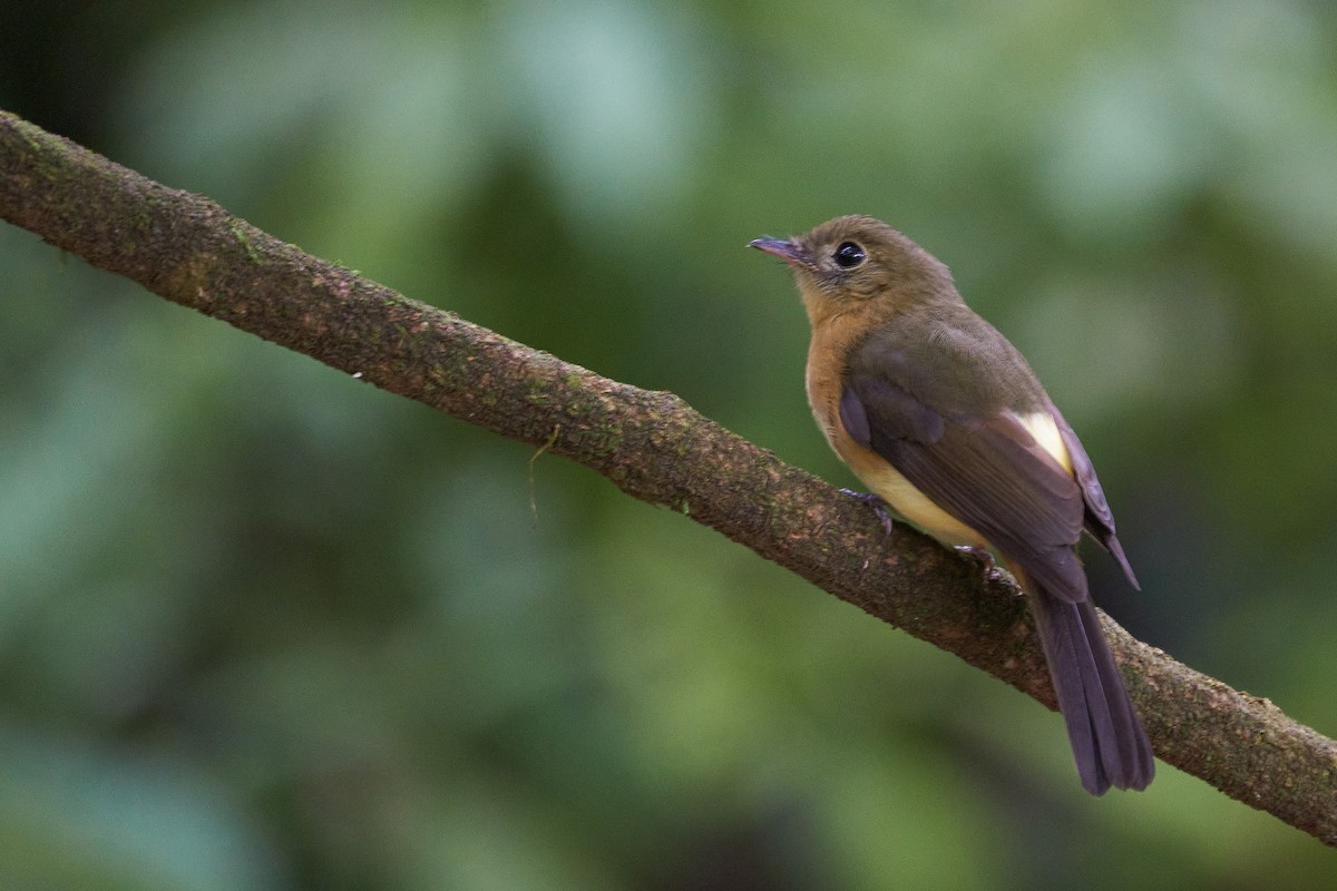 Whiskered Flycatcher - ML381052651