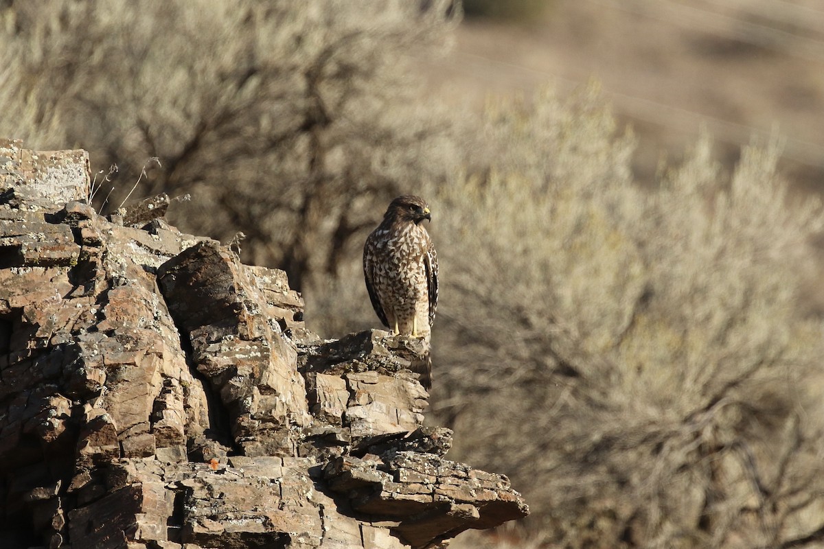 Red-shouldered Hawk - ML381052831