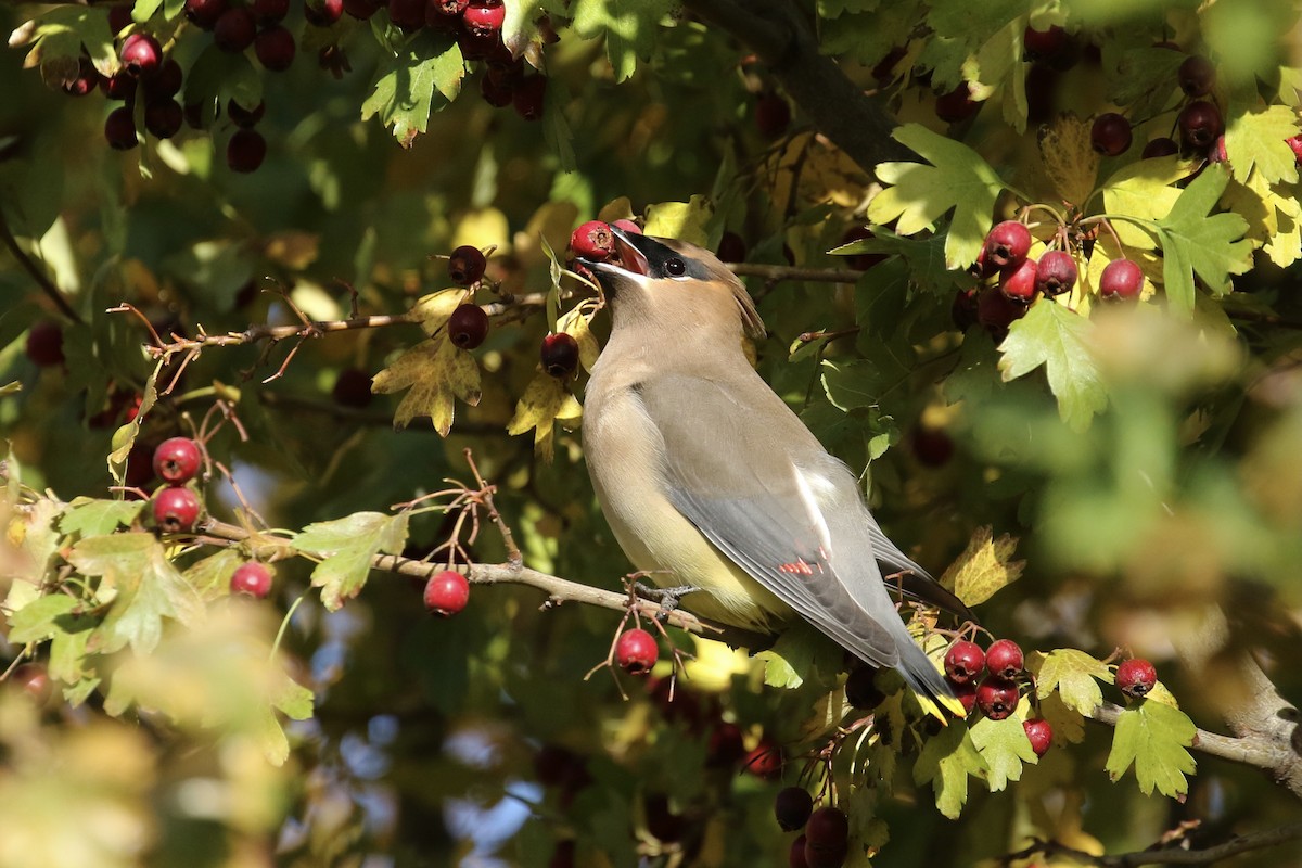 Cedar Waxwing - ML381053051