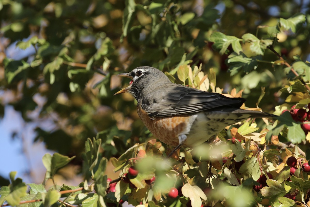 American Robin - Russ Morgan