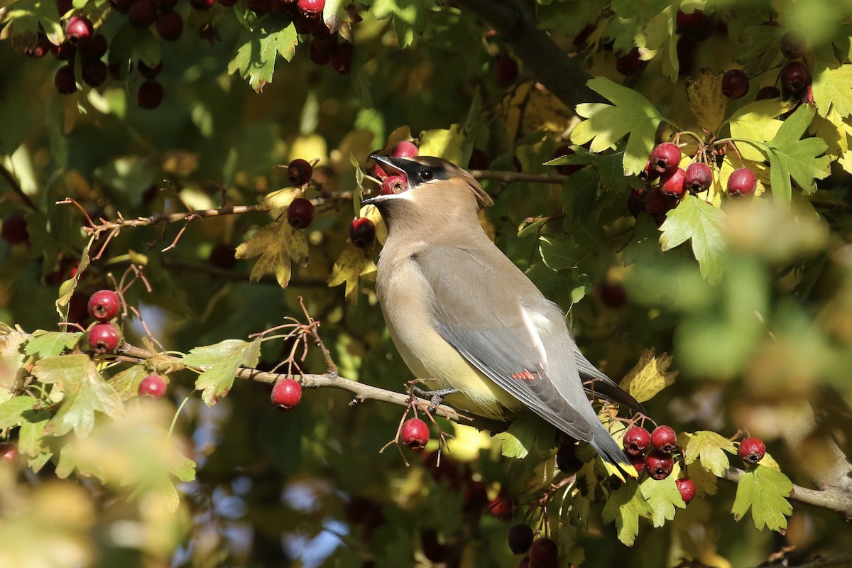 Cedar Waxwing - ML381053101