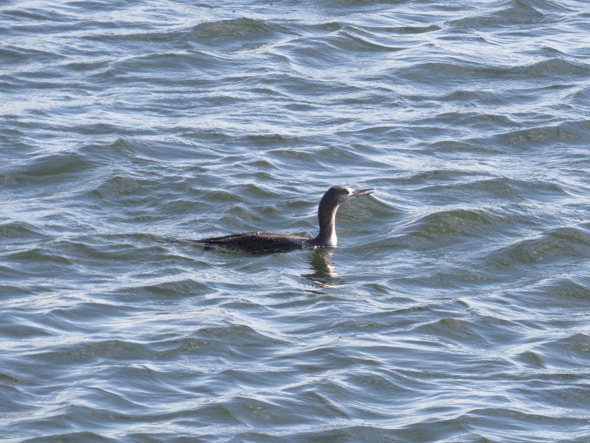 Red-throated Loon - ML38105311