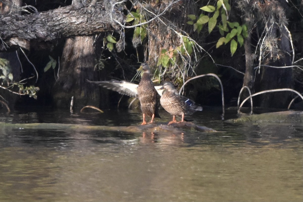 Mottled Duck - ML381055521