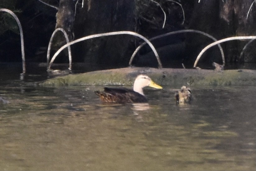 Mottled Duck - ML381055551