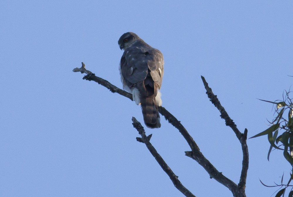 Eurasian Sparrowhawk - ML38105901