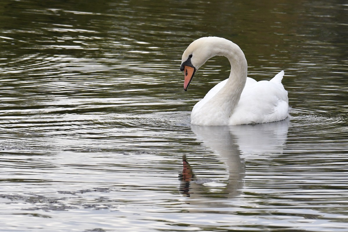 Mute Swan - Della Alcorn
