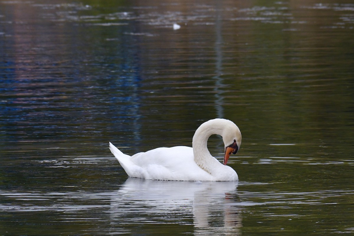 Mute Swan - Della Alcorn
