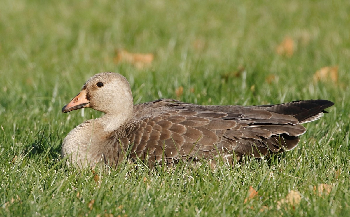 Greater White-fronted Goose - Mark  Ludwick