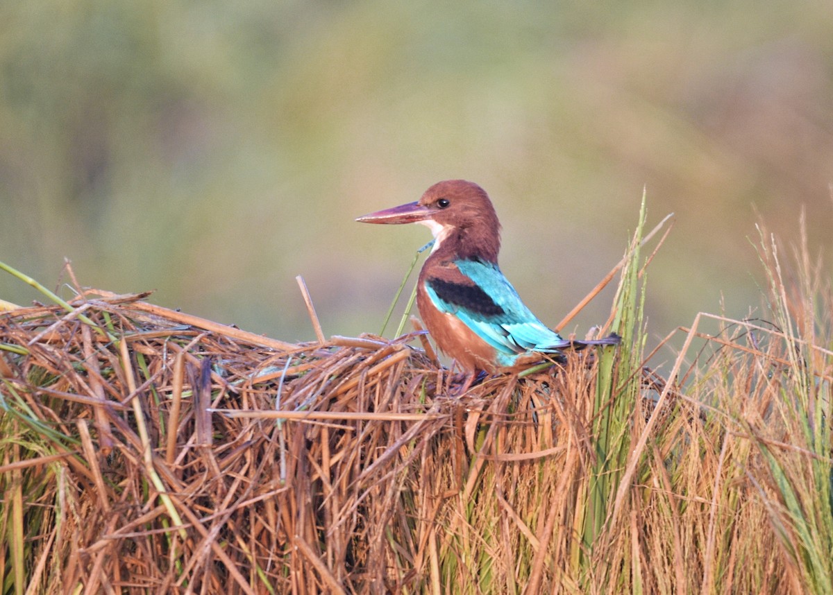 White-throated Kingfisher - ML381062421