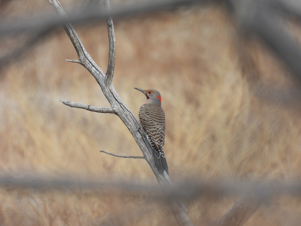 Northern Flicker (Yellow-shafted x Red-shafted) - ML381062951