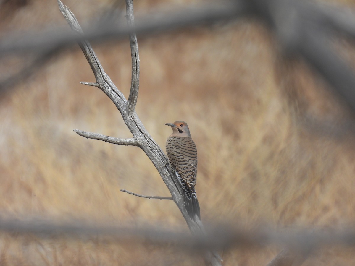 Northern Flicker (Yellow-shafted x Red-shafted) - ML381062981