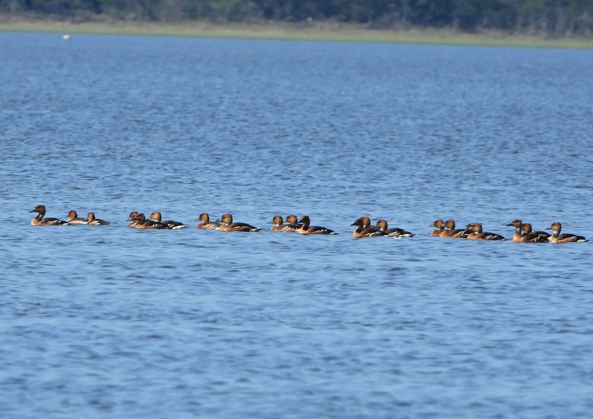 Fulvous Whistling-Duck - ML381064361