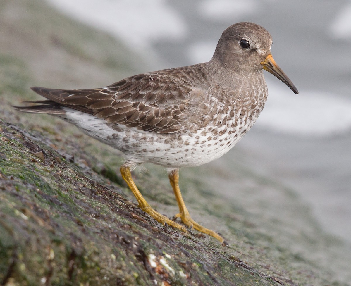 Rock Sandpiper - Caroline Lambert