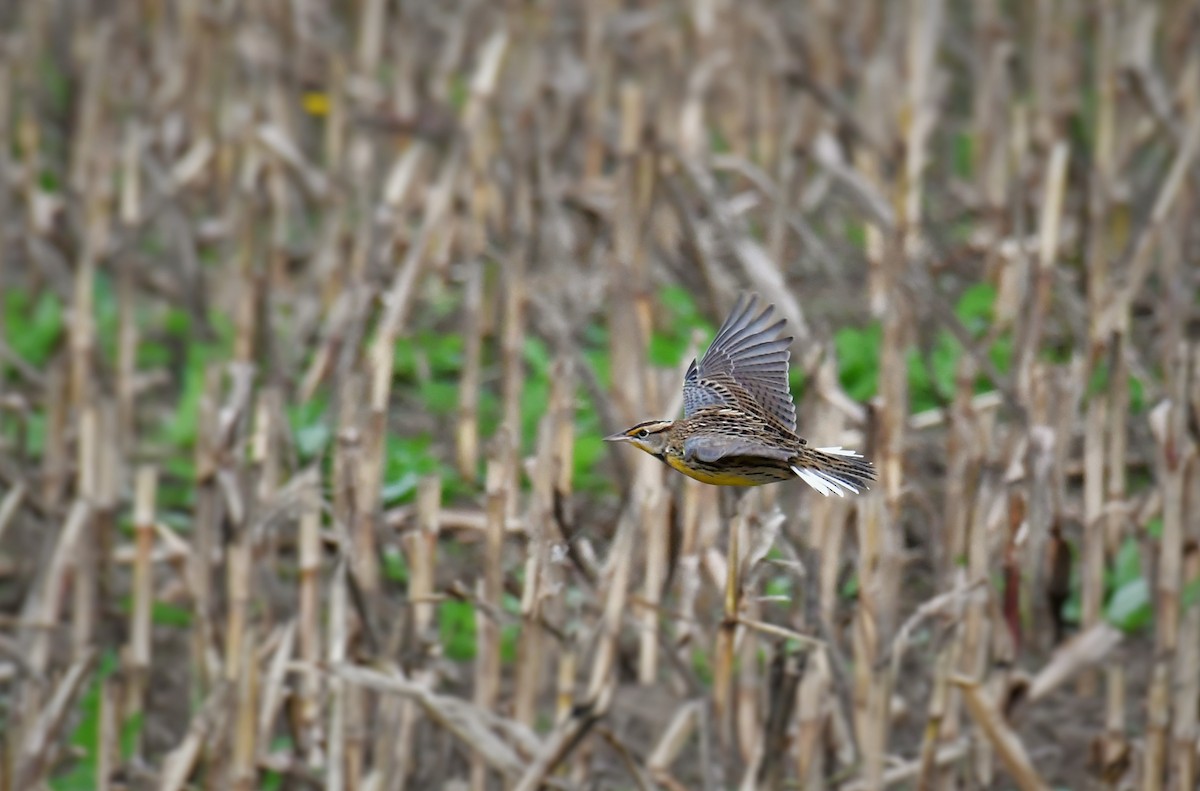 Eastern Meadowlark - Jeff Flach
