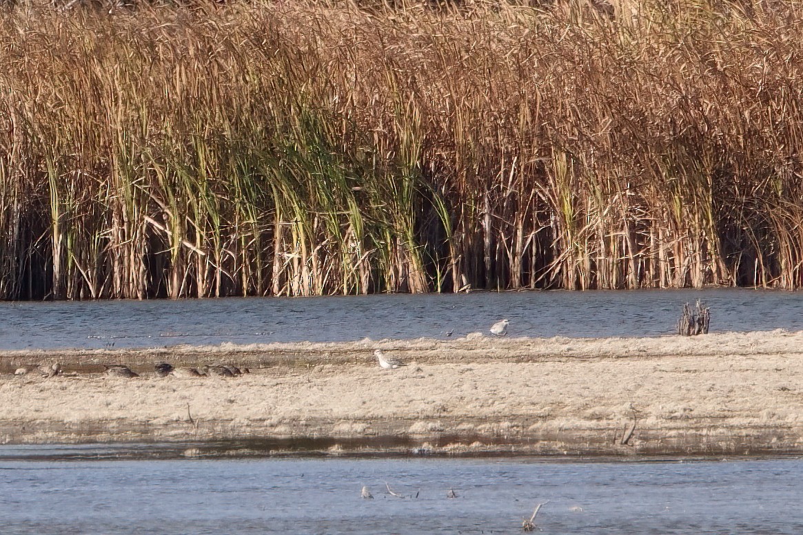 Pluvier argenté - ML381071031