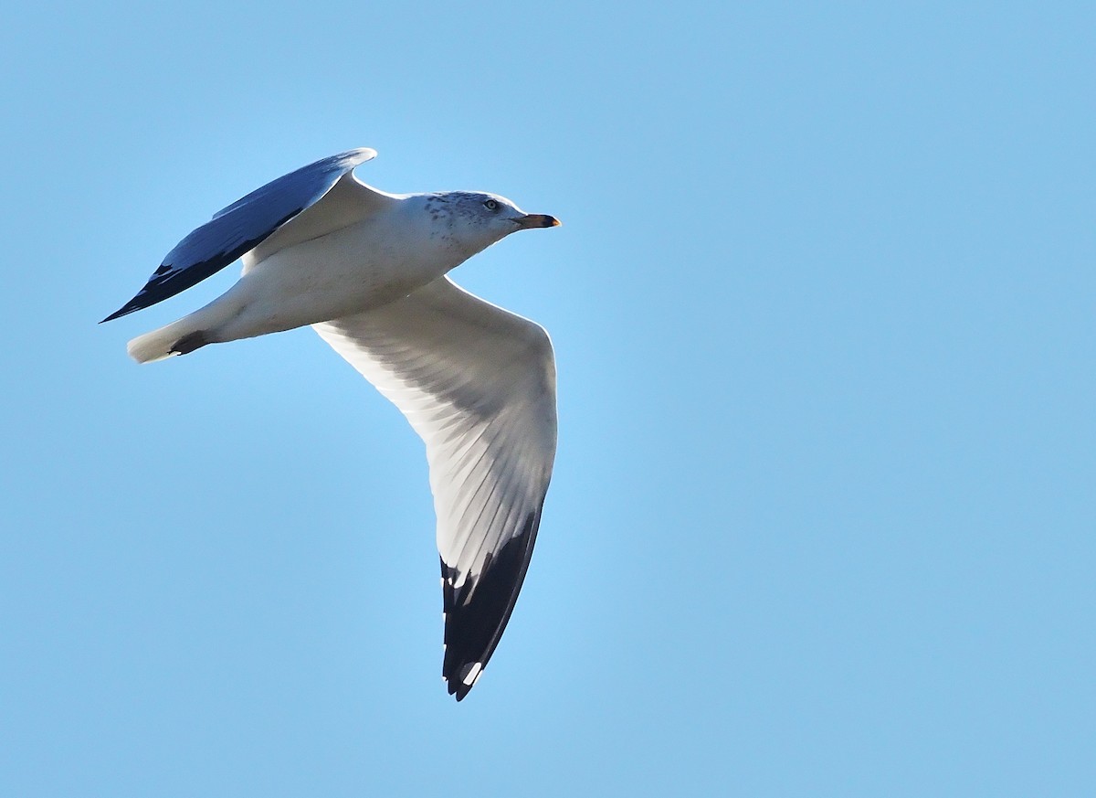 Ring-billed Gull - ML381071331