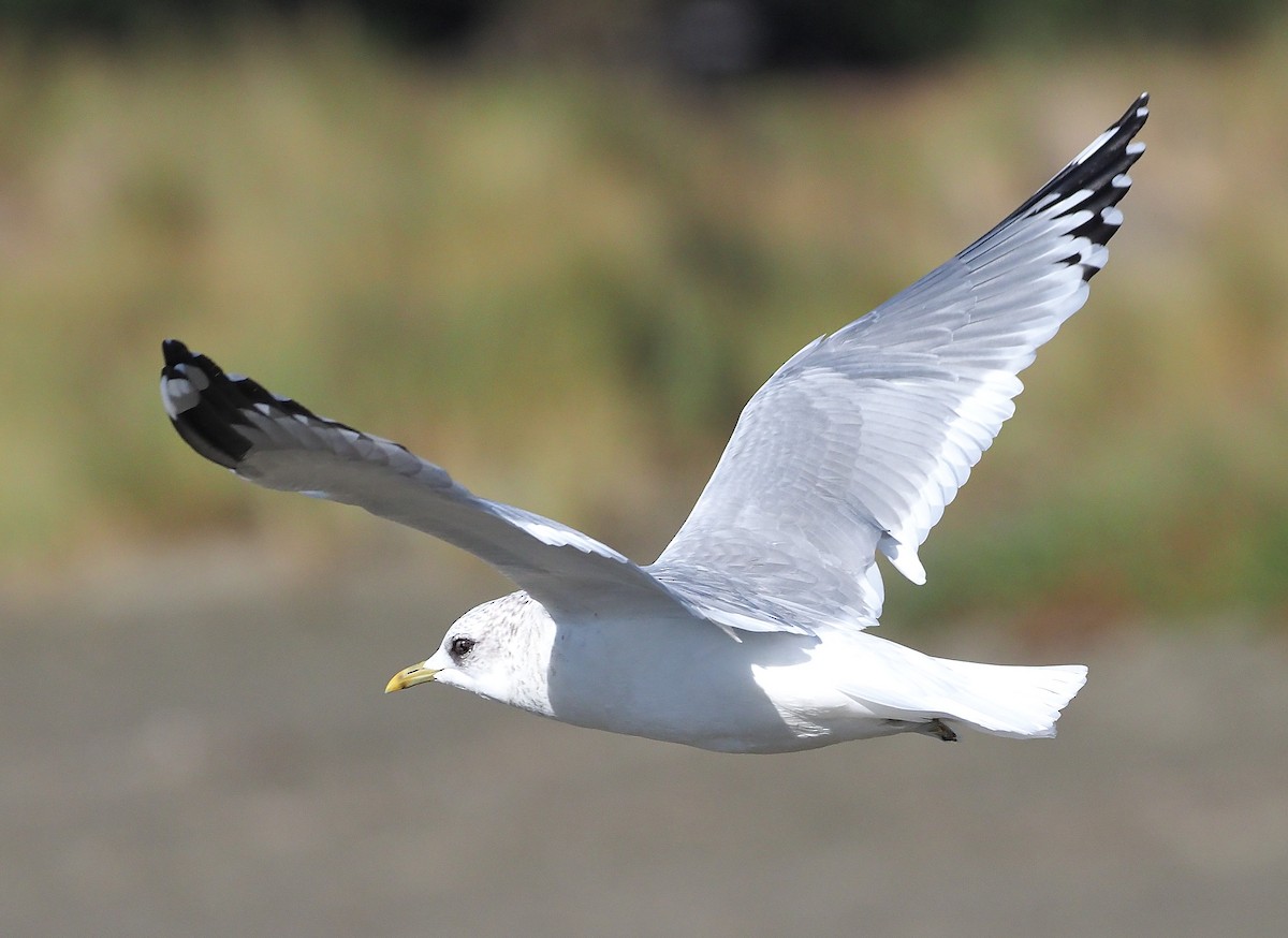 Short-billed Gull - ML381071341