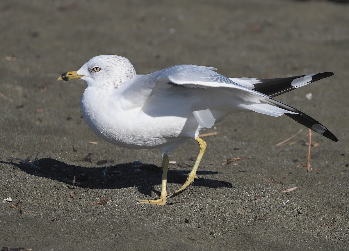 Ring-billed Gull - ML381071361