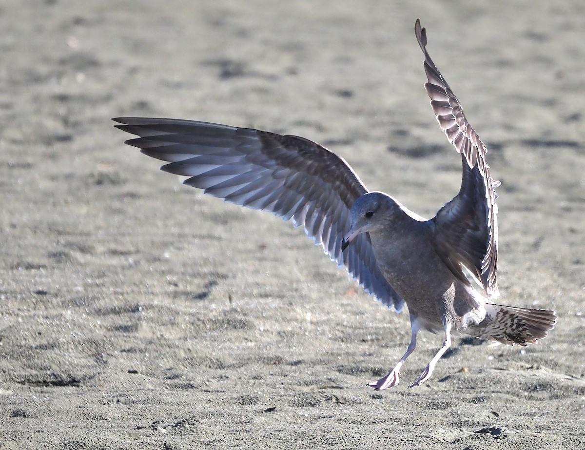 Gaviota Californiana - ML381071401