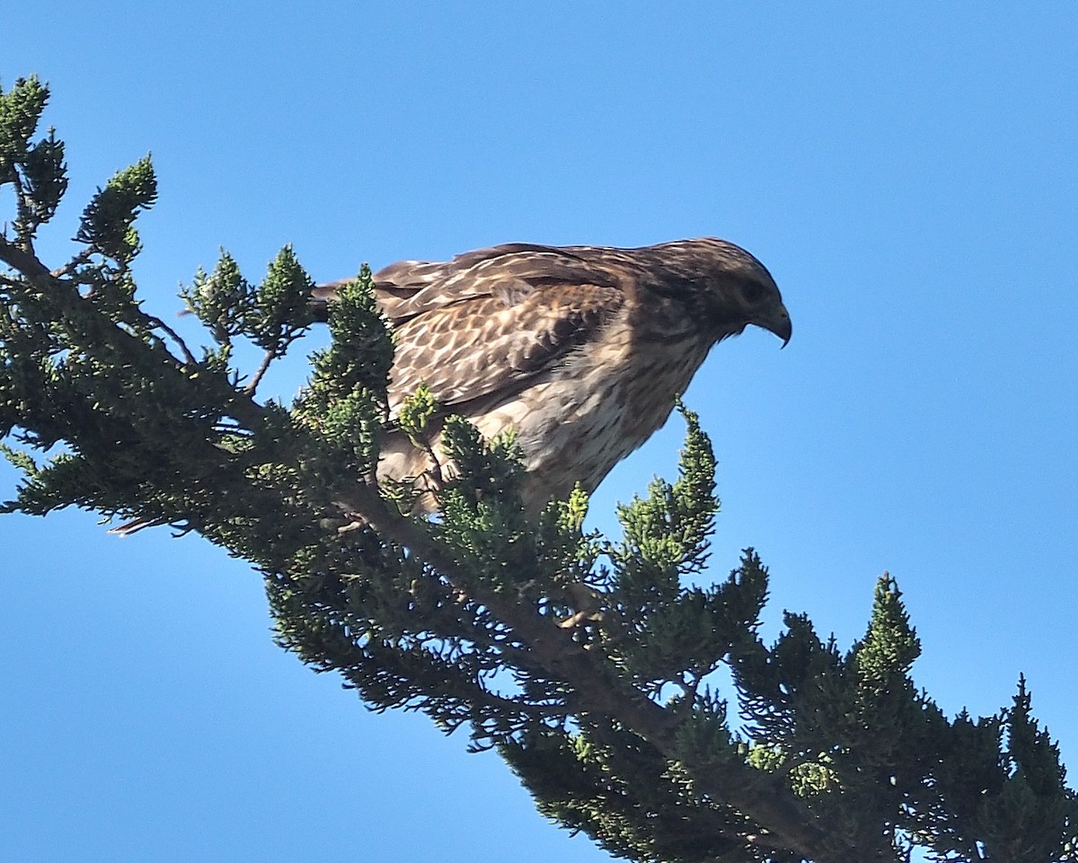 Red-shouldered Hawk (elegans) - ML381071511