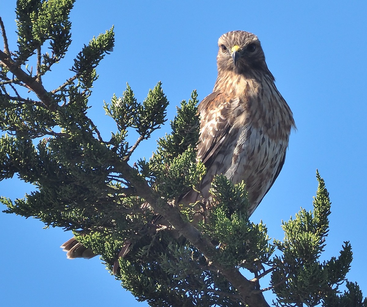 Red-shouldered Hawk (elegans) - ML381071521