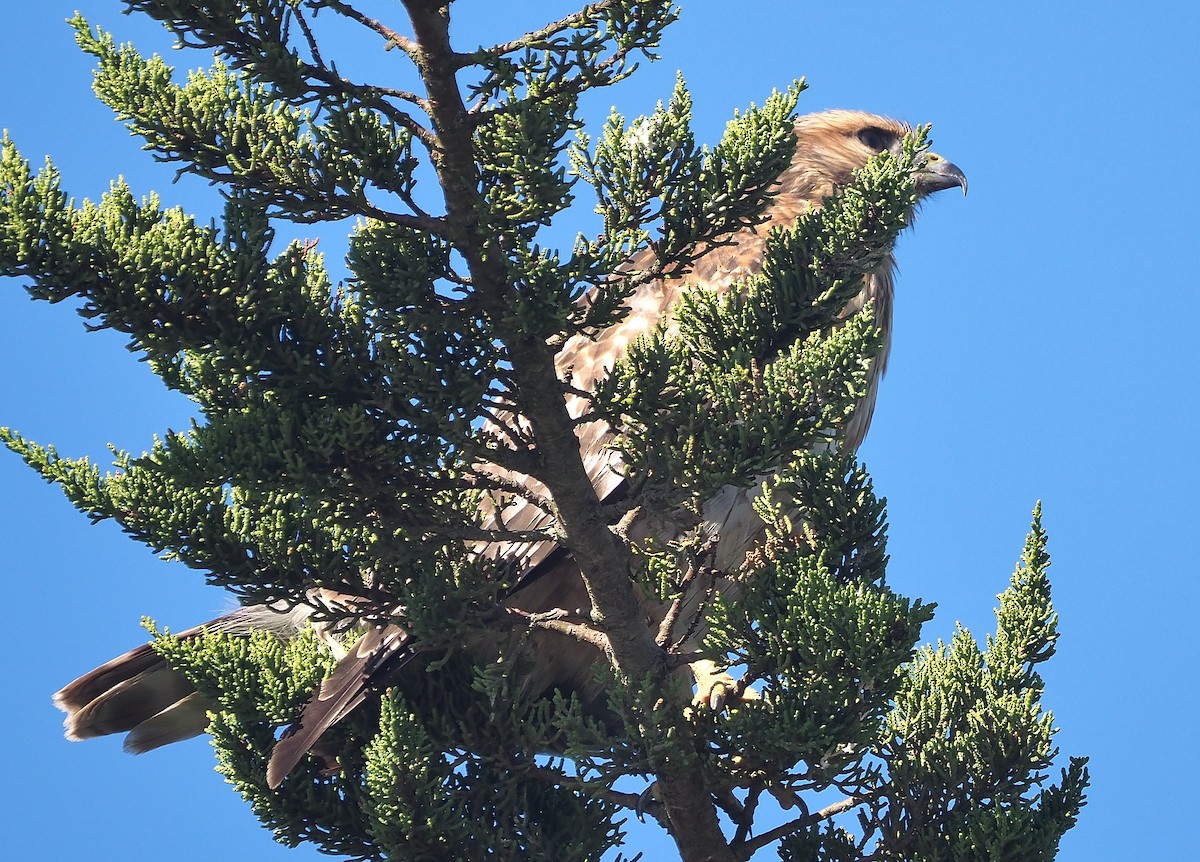 Red-shouldered Hawk (elegans) - ML381071531