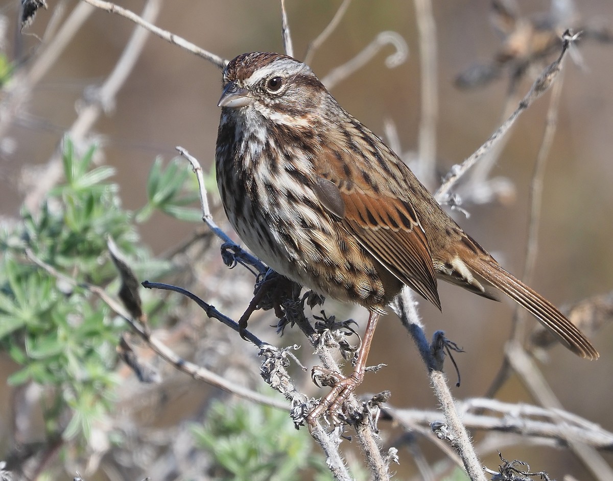 Song Sparrow (heermanni Group) - ML381071661