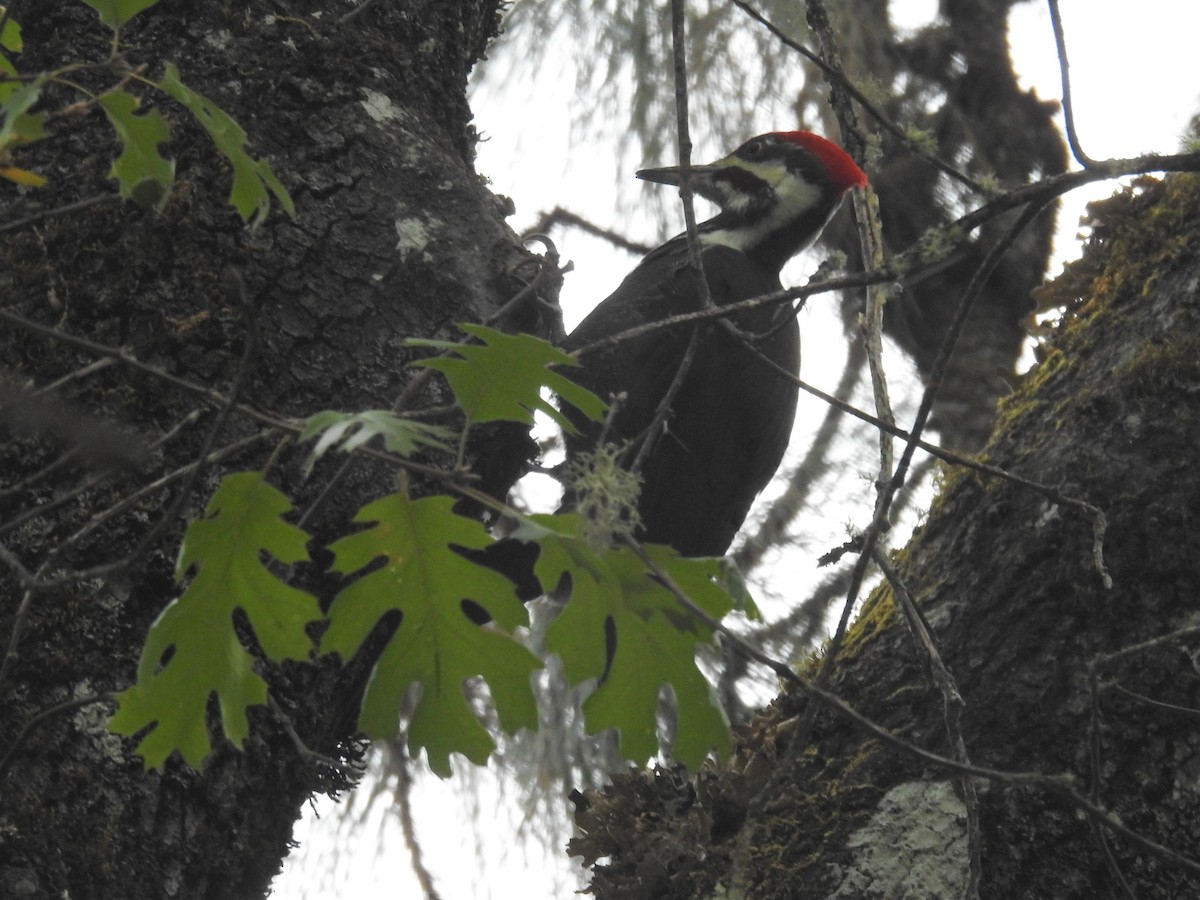 Pileated Woodpecker - ML381072251