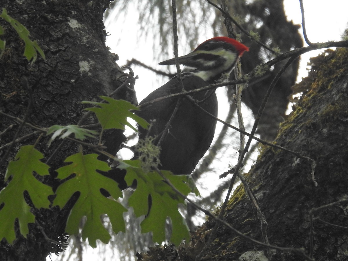 Pileated Woodpecker - ML381072631