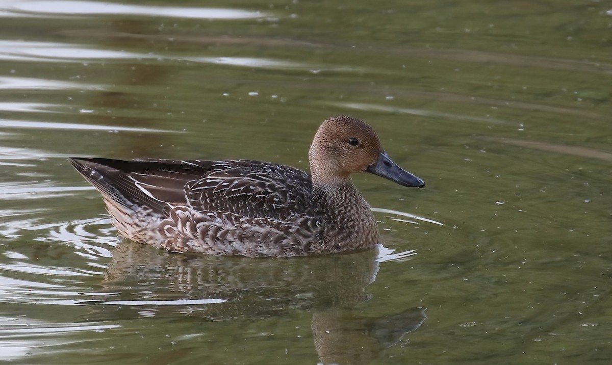 Northern Pintail - Matthew Grube