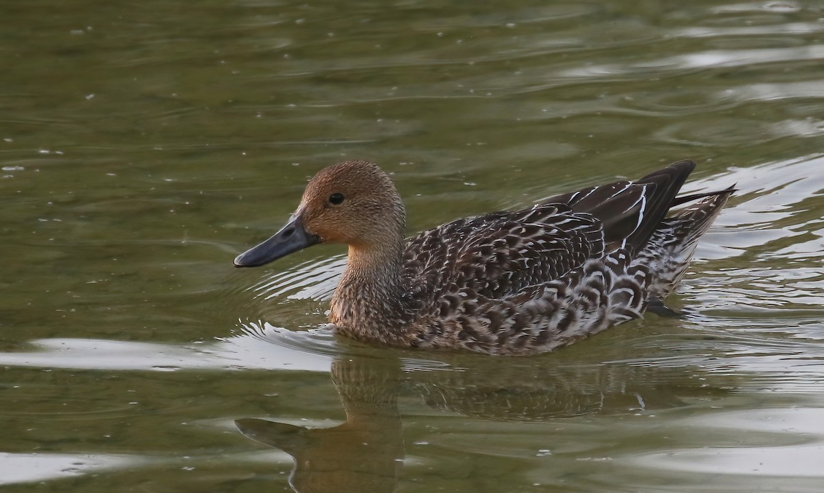 Northern Pintail - ML381073561