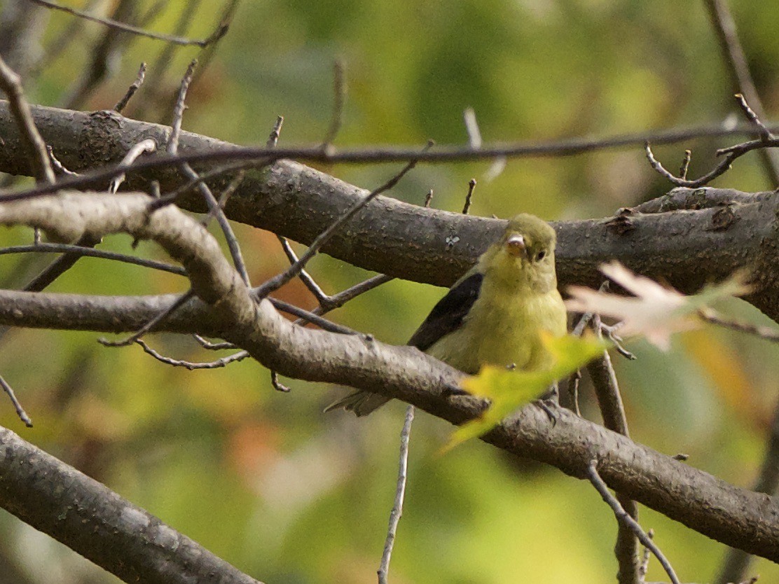 Scarlet Tanager - ML381076211