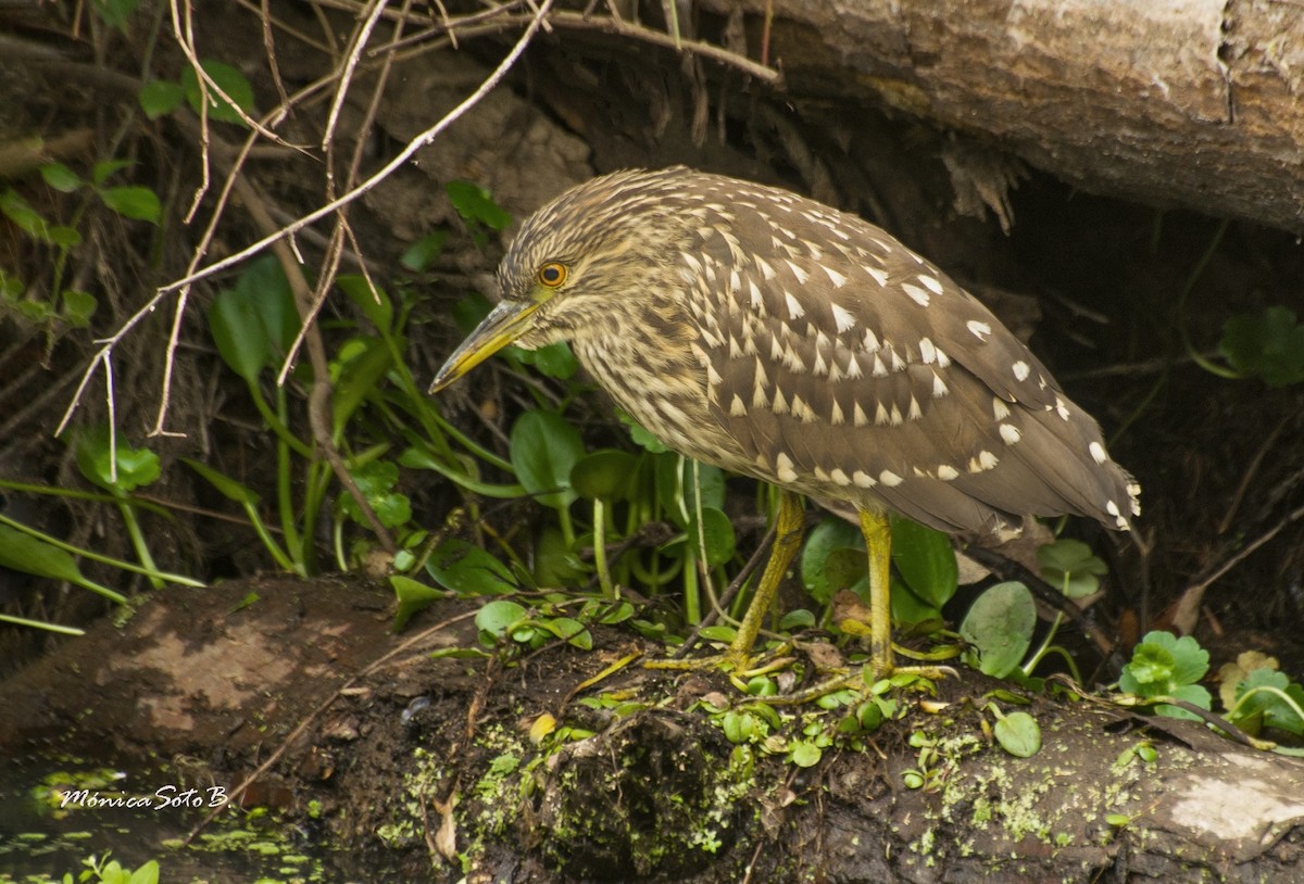 Black-crowned Night Heron - Mónica Soto Barahona