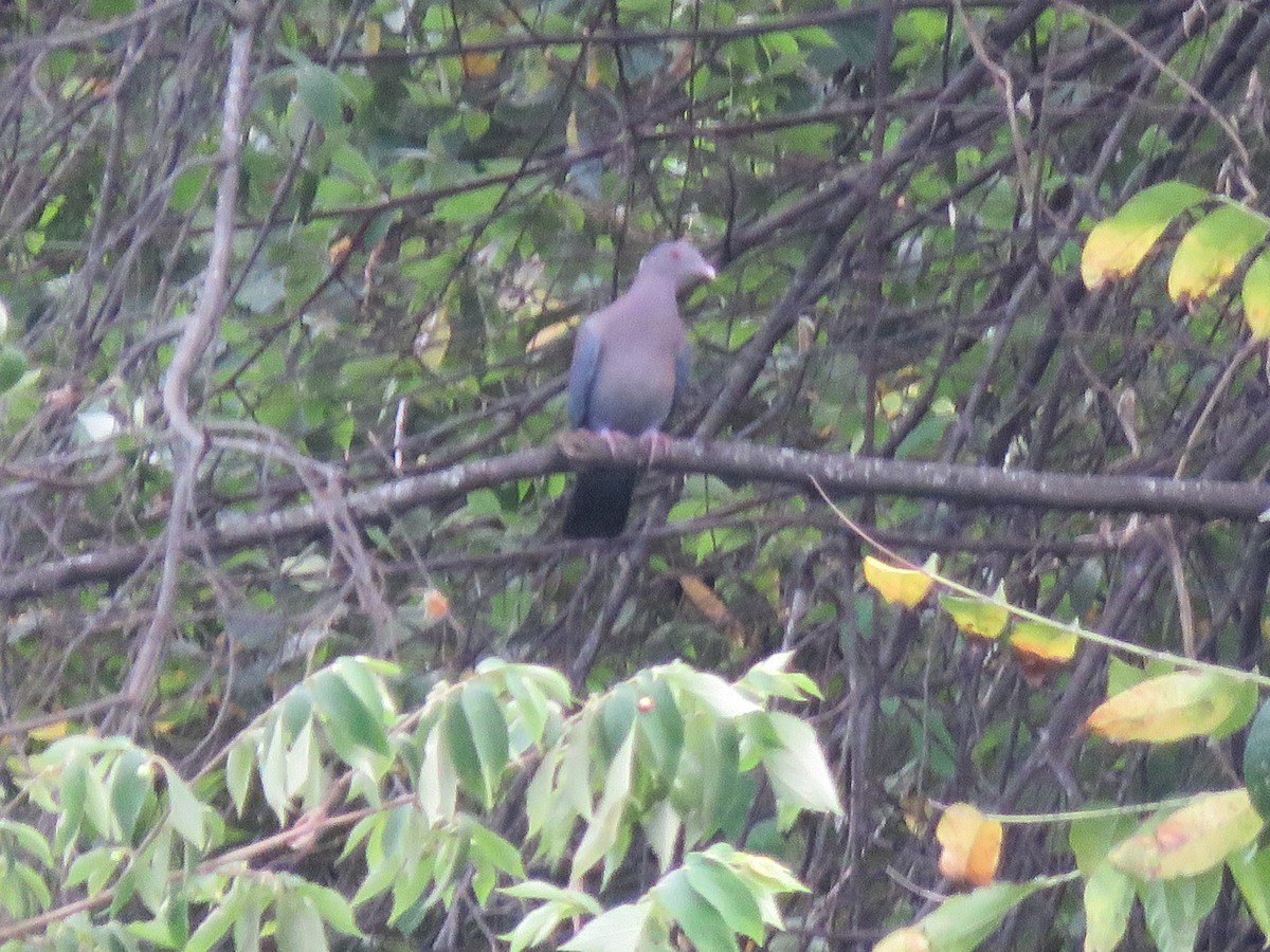 Red-billed Pigeon - Jafeth Zablah